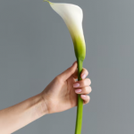 Каллы: изысканные цветы с неповторимым колоритом